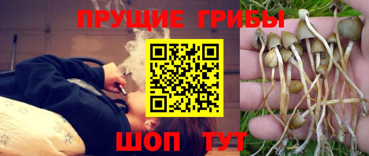 Псилоцибиновые грибы мицелий  что такое наркотик  Кольчугино  Вход с VPN  Псилоцибиновые грибы мухоморы 